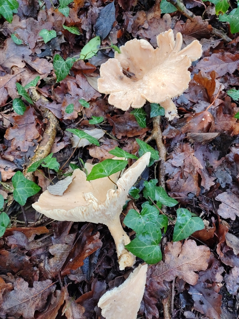Infundibulicybe geotropa · January 2026 · photo: © davidhanks (iNaturalist, cc0)