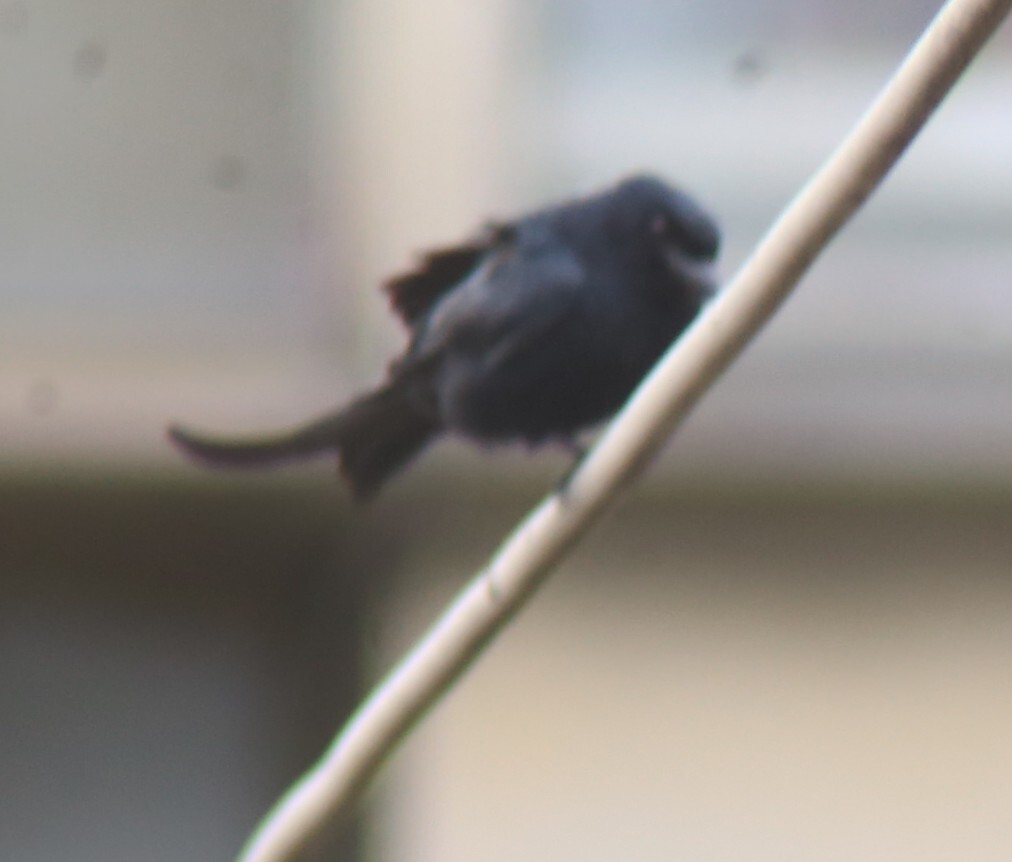 Black Drongo (Dicrurus macrocercus), photo 10