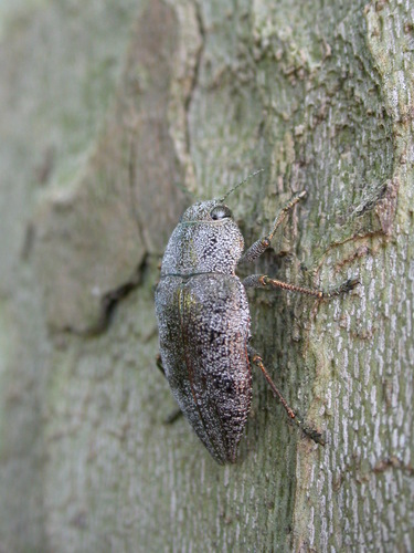Dicerca aenea