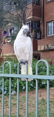 Sulphur-crested Cockatoo (Cacatua galerita), photo 8