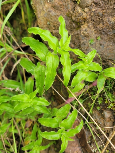 Elasis hirsuta, photograph 4