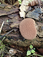 Calvatia rugosa