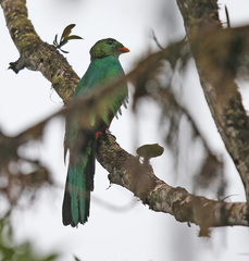 Pharomachrus antisianus