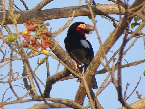 Bearded Barbet