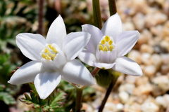 Muilla coronata