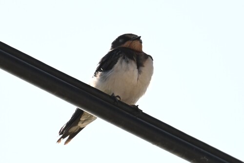 家燕 observed by johnchau