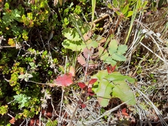 Berberis volcania