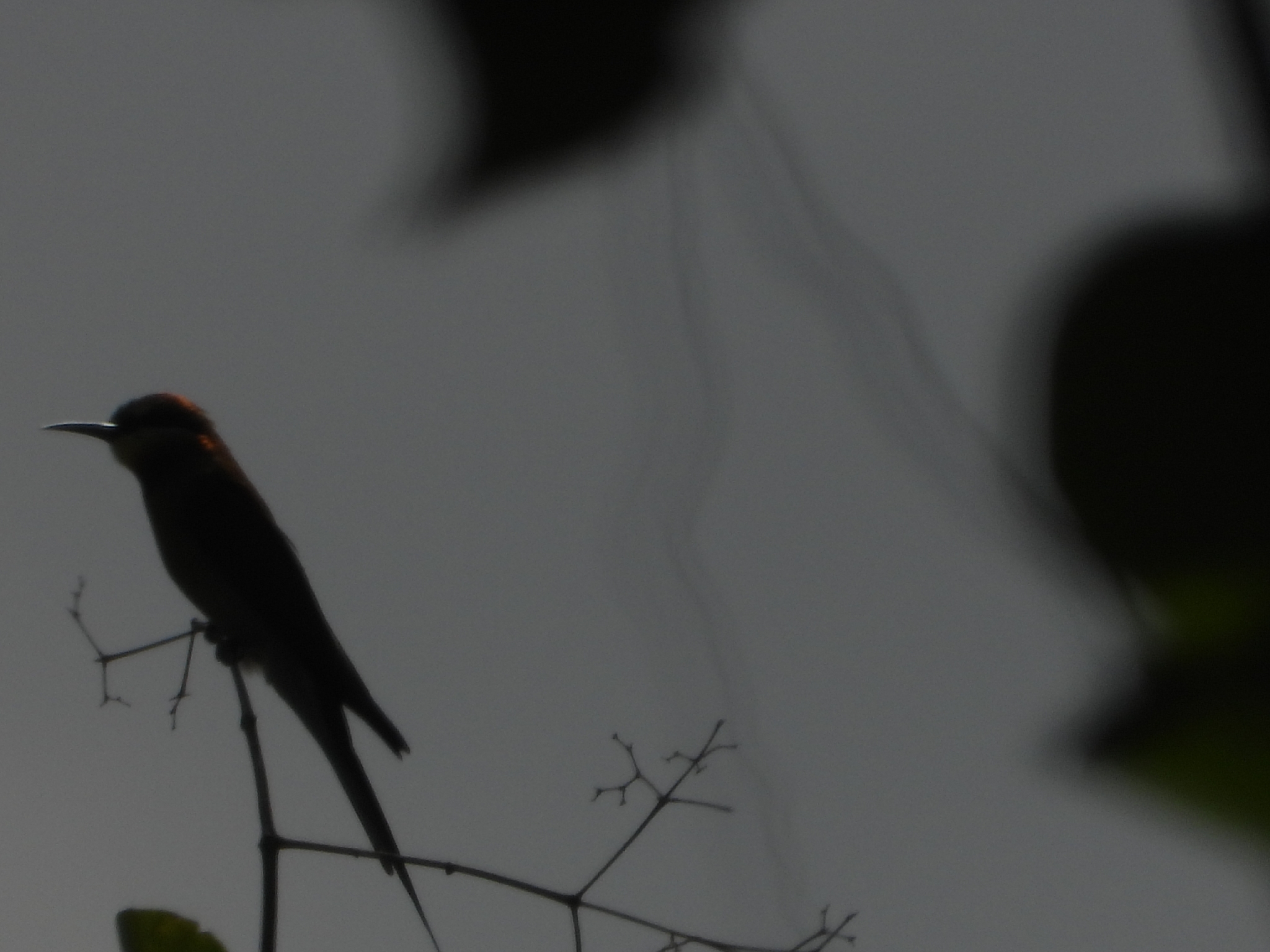 Blue-tailed Bee-eater (Merops philippinus), photo 4