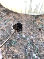 Rudbeckia occidentalis