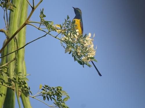 Pygmy Sunbird