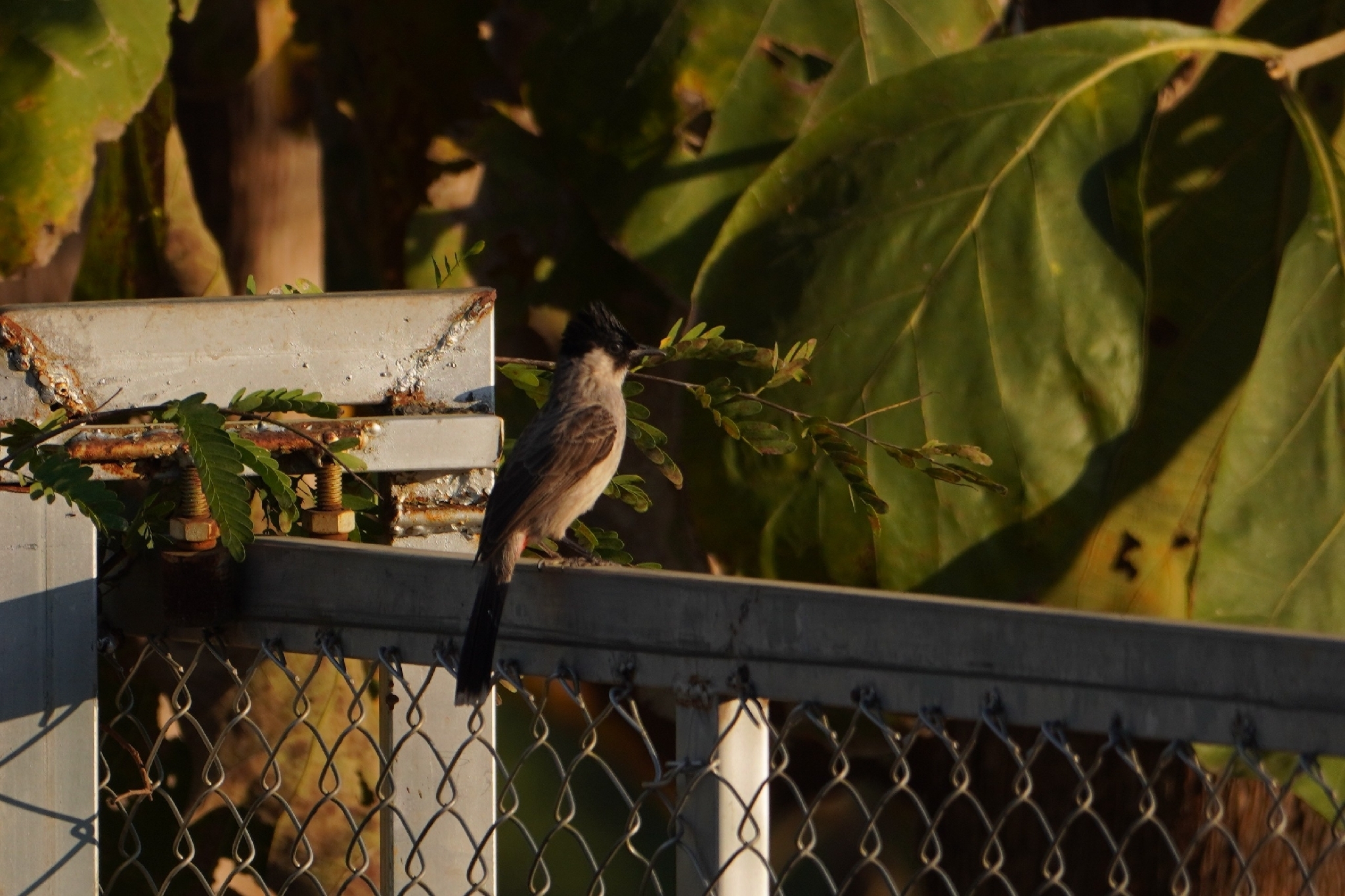 Sooty-headed Bulbul (Pycnonotus aurigaster), photo 4