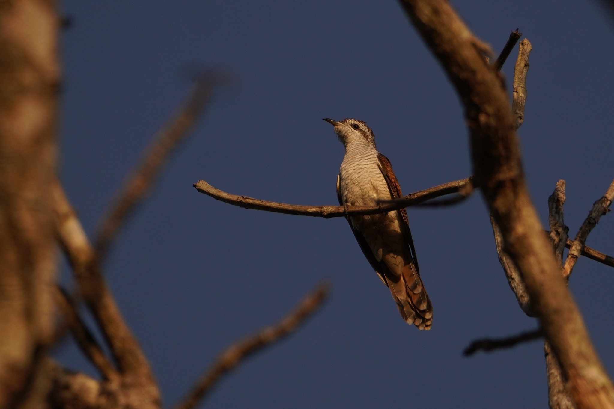 Banded Bay Cuckoo (Cacomantis sonneratii), photo 1