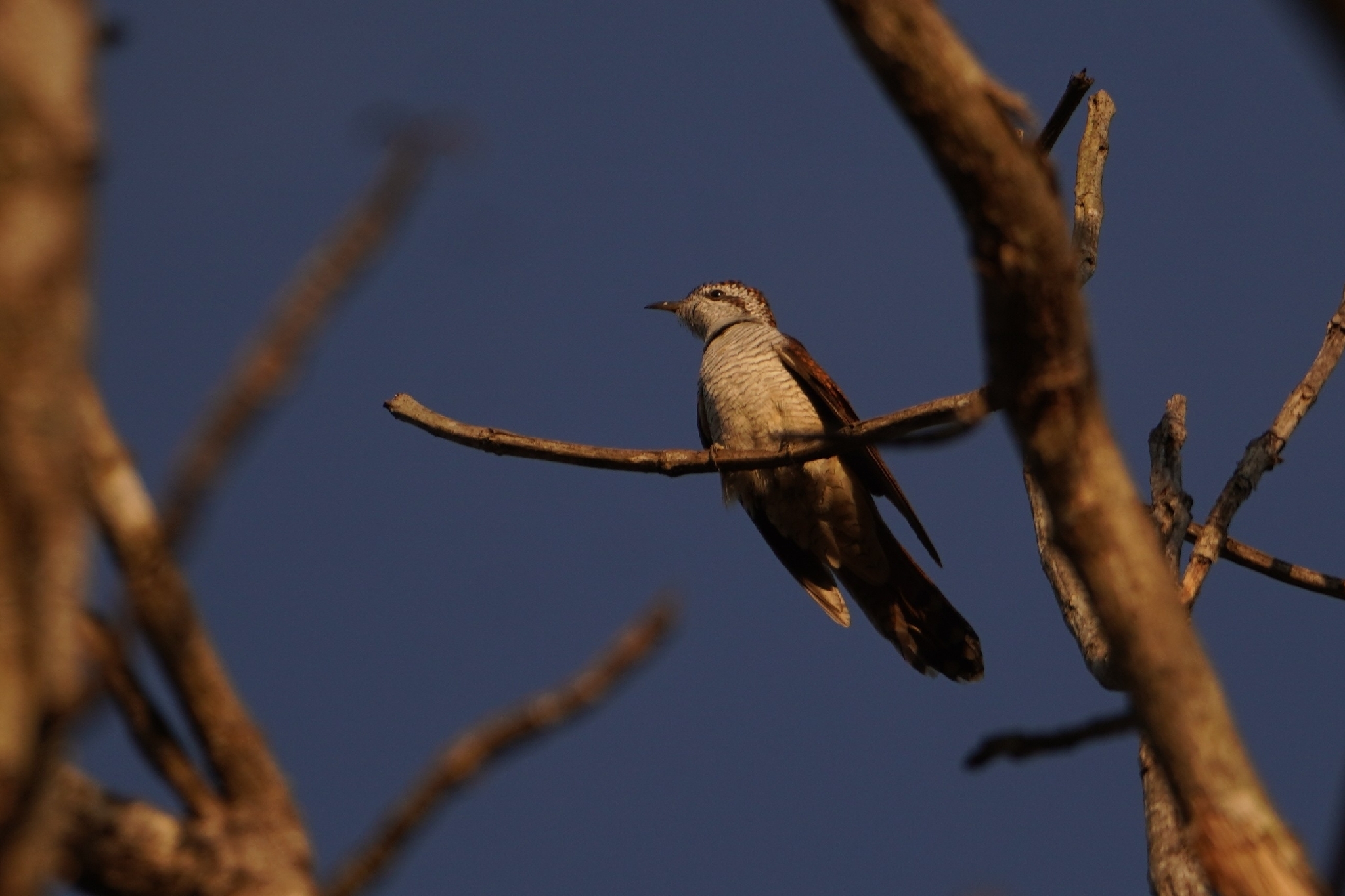 Banded Bay Cuckoo (Cacomantis sonneratii), photo 2