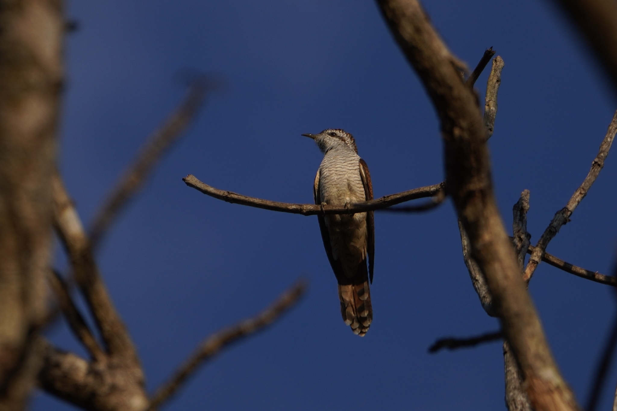 Banded Bay Cuckoo (Cacomantis sonneratii), photo 8