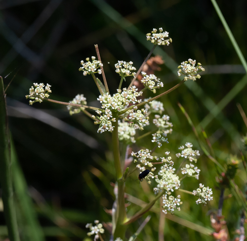 Aciphylla simplicifolia observed 2026-01-12