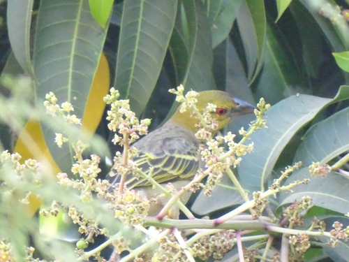 Village Weaver