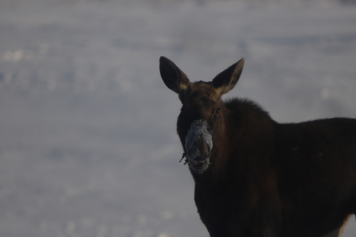 Alces alces observed by s_schizik