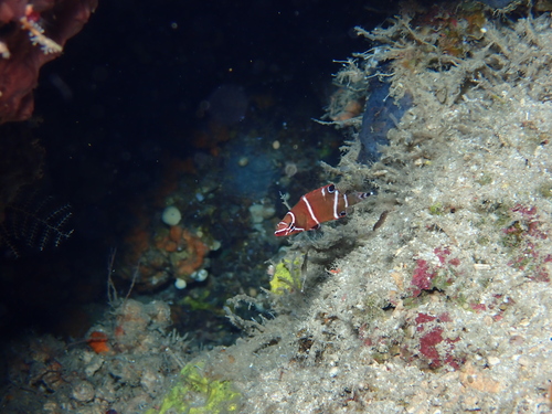 Wetmorella albofasciata observed 2025-12-16