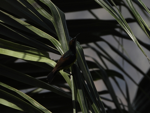 Brown-throated Sunbird (Anthreptes malacensis), photo 1