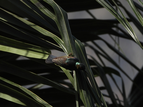 Brown-throated Sunbird (Anthreptes malacensis), photo 2