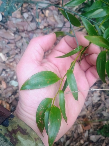 Alexandrian Laurel (Danae racemosa)