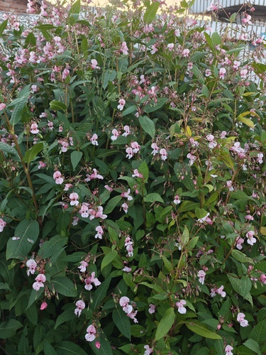 Himalayan balsam