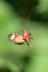 Gasteracantha sanguinolenta