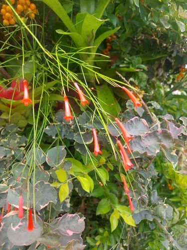 Russelia equisetiformis observed 2024-05-16