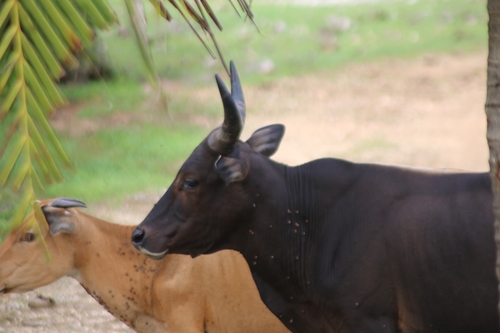 Bos javanicus