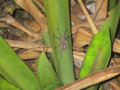 Pachistopelma rufonigrum