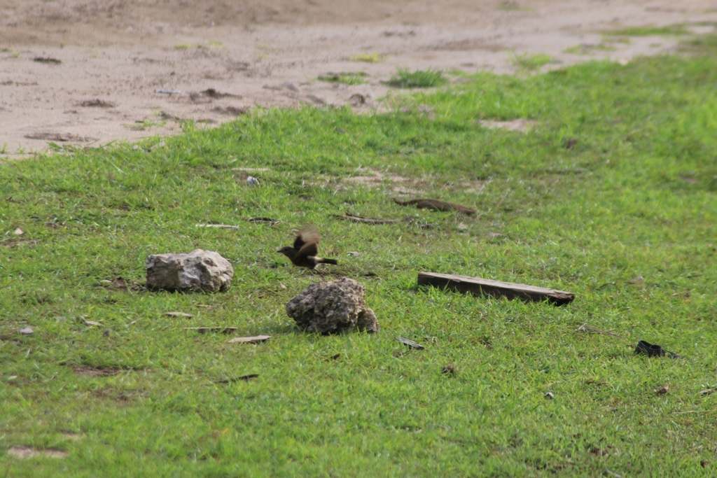 Pied Bush Chat (Saxicola caprata)