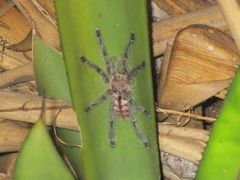 Pachistopelma rufonigrum