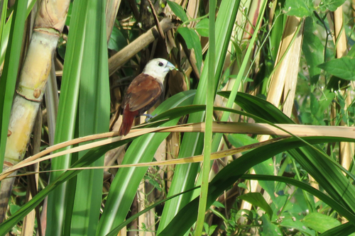 White-headed Munia (Lonchura maja)