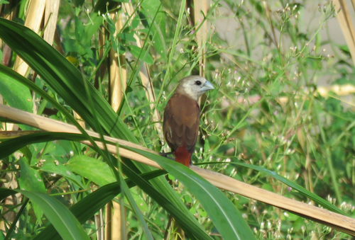 White-headed Munia (Lonchura maja), photo 2