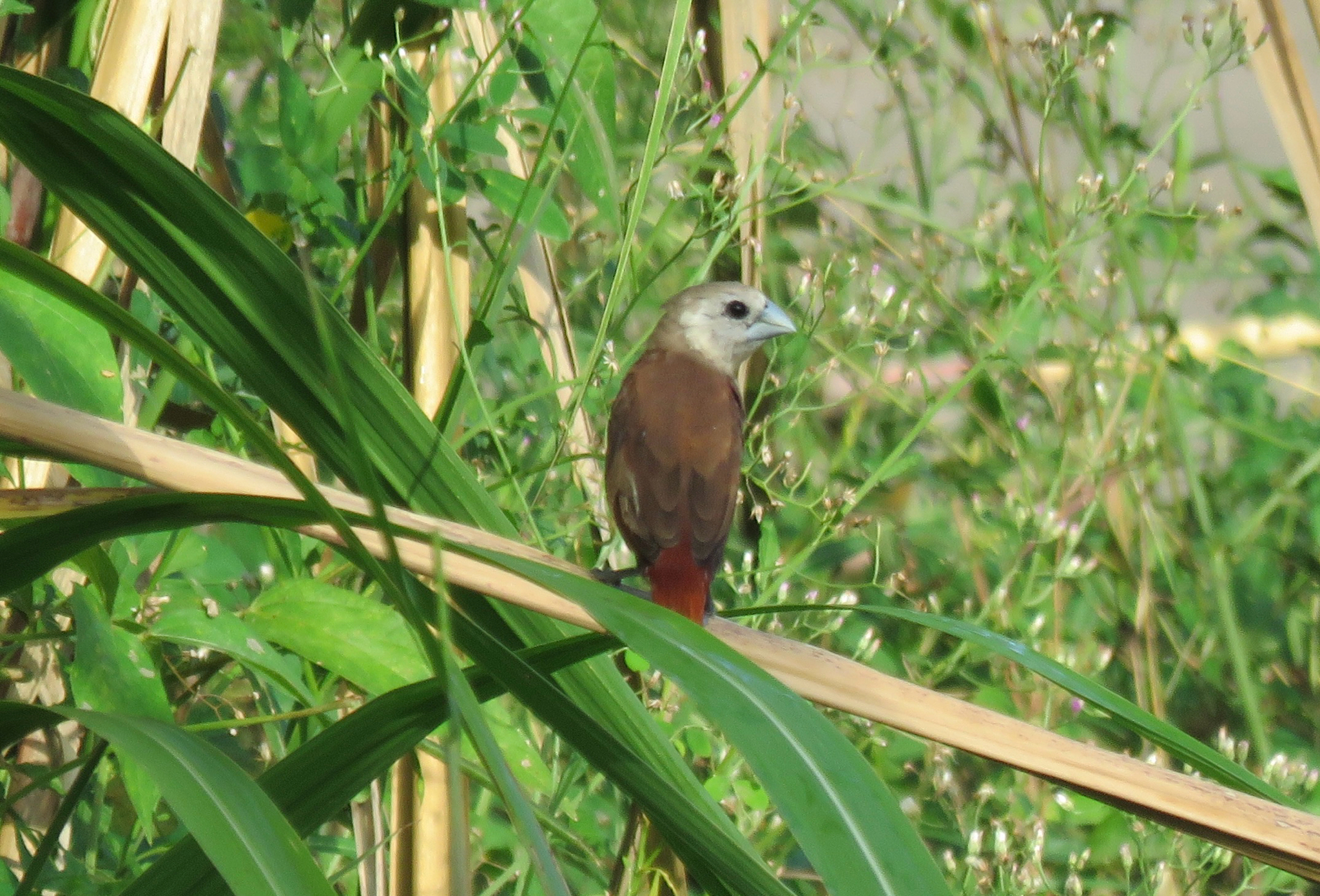 White-headed Munia (Lonchura maja), photo 2