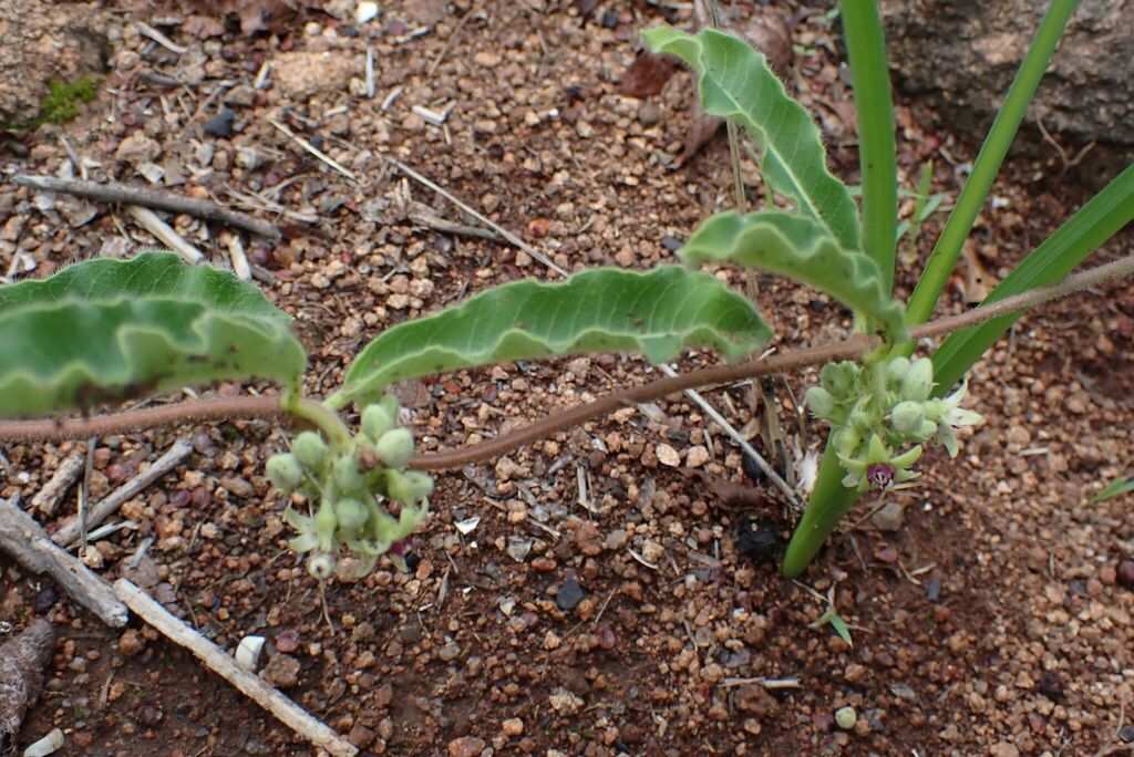Raphionacme procumbens 2