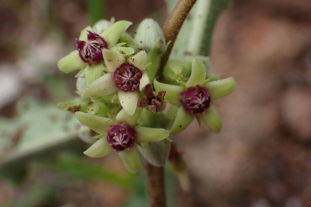 Raphionacme procumbens