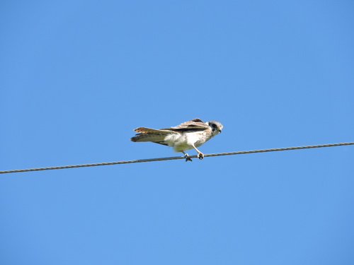 American Kestrel