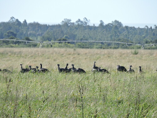 Southern Screamer