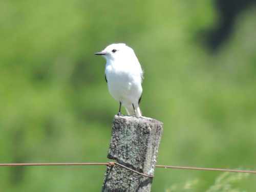 White Monjita