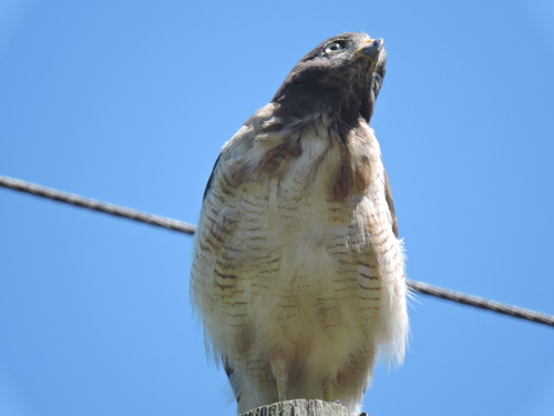 Roadside Hawk
