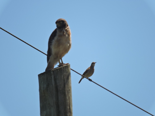 Rufous Hornero