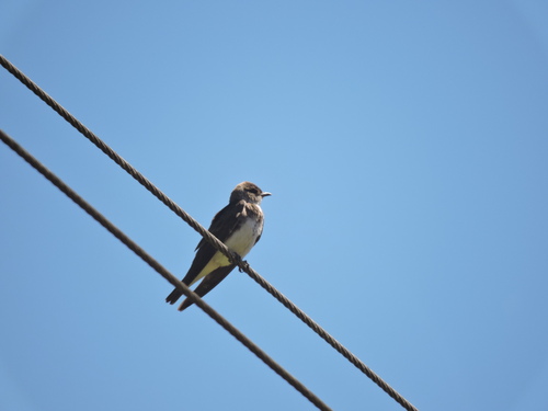 Brown-chested Martin