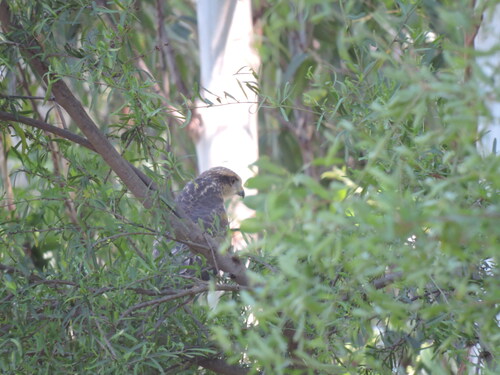 Harris's Hawk