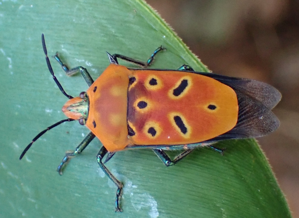 Round Shield Insect ocellated shield bug in December 2025 by jasperbasil · iNaturalist