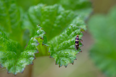 Micropterix aureatella