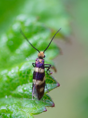 Micropterix aureatella