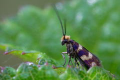 Micropterix aureatella