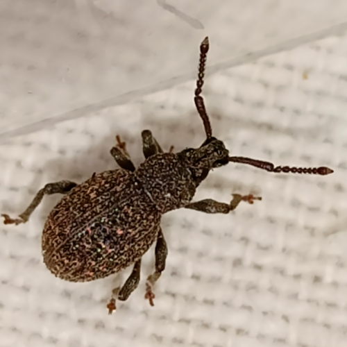 Otiorhynchus globus