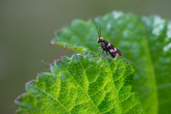 Micropterix aureatella